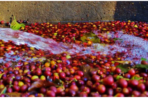 咖啡的处理方式：干燥式与水洗式