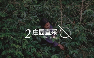 咖啡豆庄园直采
